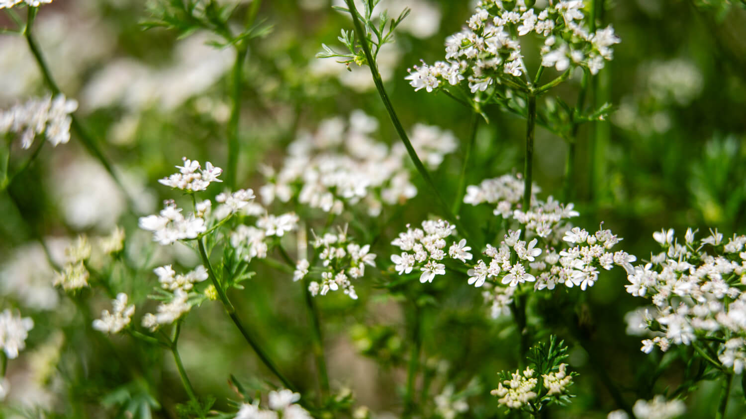 Dreamy view of white cilantro flowers against green background, the result of cilantro bolting and going to flower