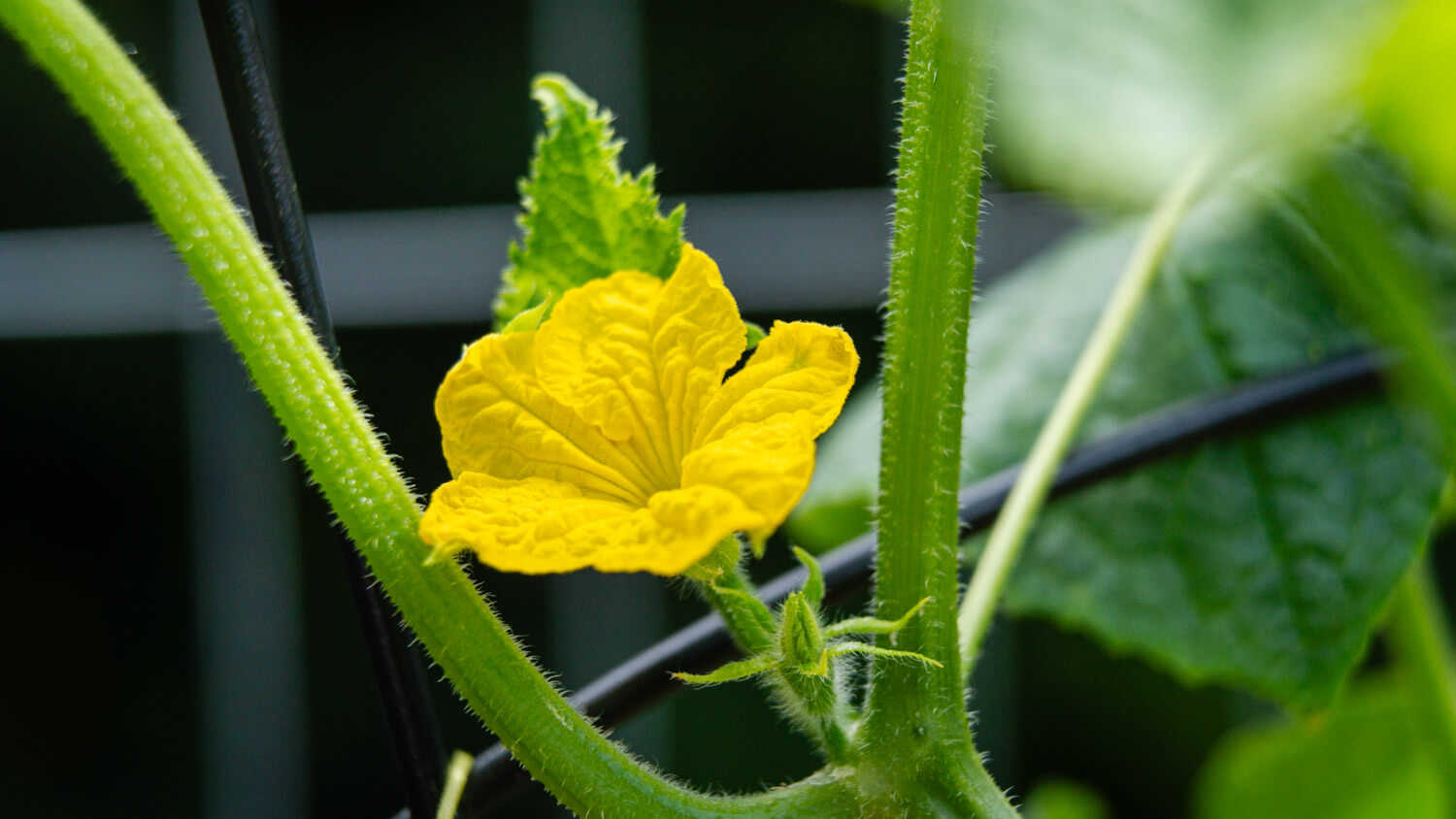 A yellow cucumber blossom